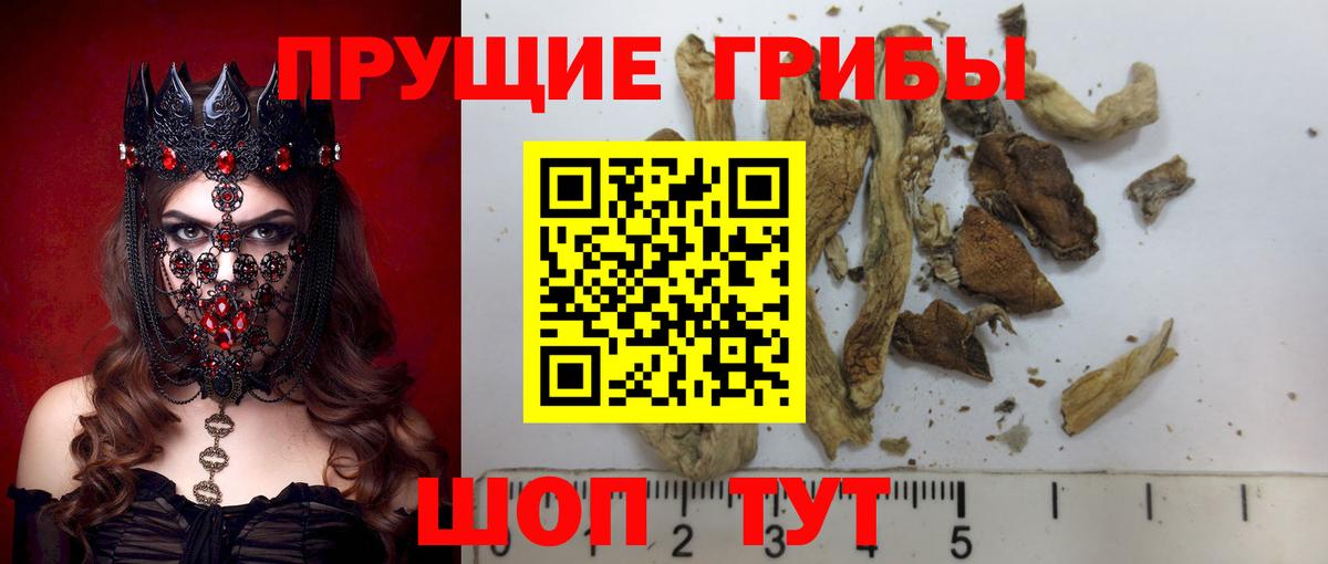 Псилоцибиновые грибы Psilocybe Назарово